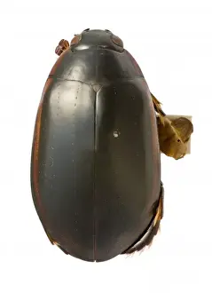 Megadytes ducalis, water beetle