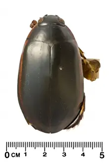Megadytes ducalis, water beetle