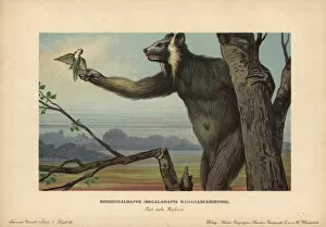 Madagascar Gallery: Megaladapis madagascariensis, Koala lemur