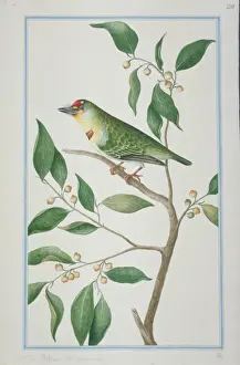 Loten Prints: Megalaima rubricapillus, crimson-fronted barbet