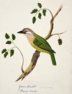1829 1928 Collection: Megalaima viridis, white-cheeked barbet