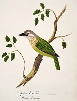 Megalaima viridis, white-cheeked barbet