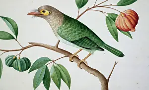Loten Prints: Megalaima zeylanica, brown-headed barbet