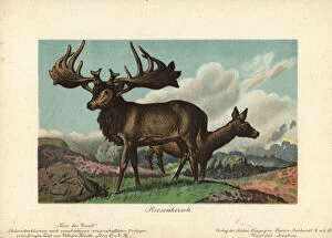 Tiere Gallery: Megaloceros, extinct genus of giant deer
