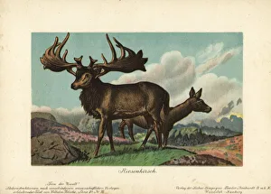 Tiere Gallery: Megaloceros, extinct genus of giant deer
