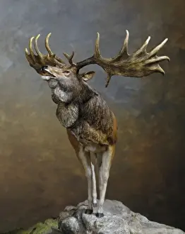 Megaloceros gigantius, giant deer