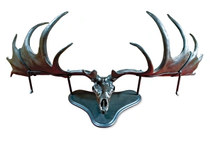 Antler Gallery: Megaloceros, Irish elk