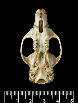 Commelinid Collection: Megalomys desmarestii, antillean giant rice rat