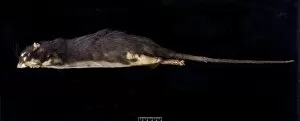 Commelinid Collection: Megalomys desmarestii, antillean giant rice rat