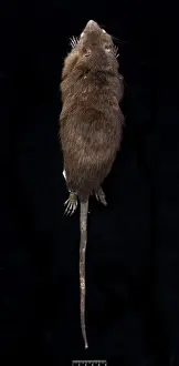 Megalomys desmarestii, antillean giant rice rat