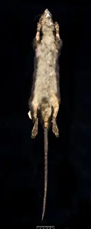 Megalomys desmarestii, antillean giant rice rat