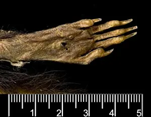 Megalomys desmarestii, antillean giant rice rat