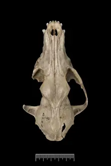 Megalomys luciae, saint lucia giant rice rat (holotype)