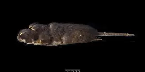 Megalomys luciae, saint lucia giant rice rat (holotype)