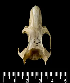Megalomys luciae, saint lucia giant rice rat (holotype)