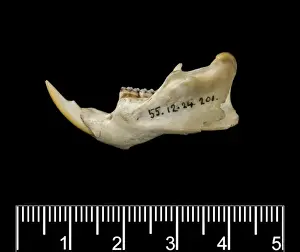 Megalomys luciae, saint lucia giant rice rat (holotype)