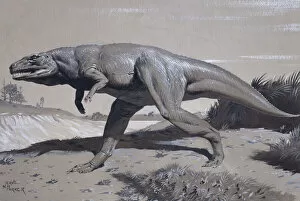 1910 1961 Collection: Megalosaurus