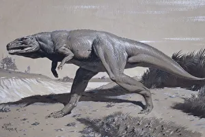 Dinosauria Collection: Megalosaurus