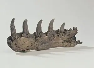 Megalosaurus jaw