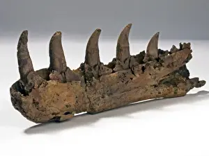 Megalosaurus jaw