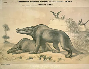 Dinosauria Collection: Megalosaurus and Pterodactyle