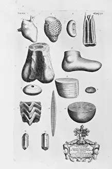 Bipedal Prints: Megalosaurus thigh bone