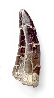 Dinosauria Collection: Megalosaurus tooth