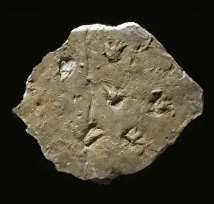 Megapezia footprints