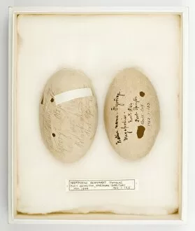 Macgillivray Collection: Megapodius reinwardt tumulus eggs