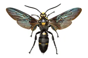 Iridescent Prints: Megascolia procer, wasp