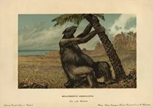 Tiere Gallery: Megatherium americanum, extinct genus of giant