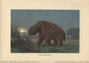 Americanum Gallery: Megatherium americanum or Great Beast, genus