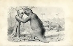Paleontology Prints: Megatherium americanum, great ground sloth of South America