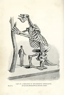 Extinctmonstersandcreaturesofotherdays Prints: Megatherium americanum skeleton cast