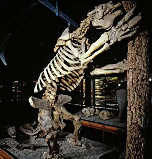 Eutheria Collection: Megatherium, giant ground sloth