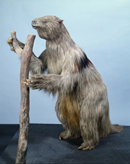 Megatherium Giant Sloth