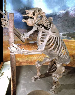 Megatherium Giant Sloth