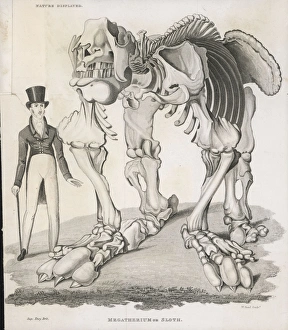 Megatherium Giant Sloth