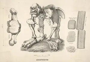 Megatherium Giant Sloth