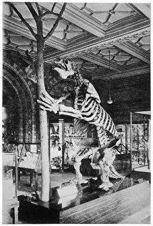 Skeleton Prints: Megatherium Skeleton