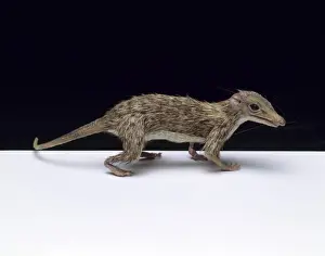Megazostrodon