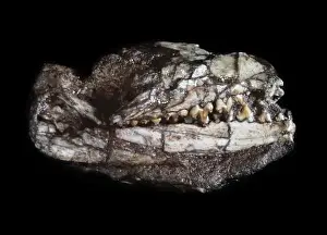 Megazostrodon skull