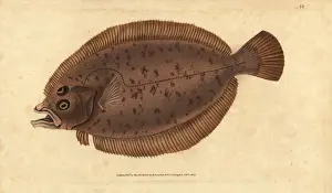 Donovan Prints: Megrim or whiff, Lepidorhombus whiffiagonis