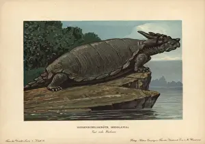 Turtle Prints: Meiolania, extinct genus of cryptodire turtle