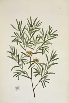 Myrtales Prints: Melaleuca angustifolia