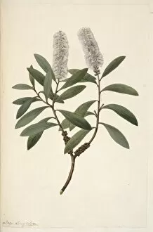 Melaleuca quinquenervia, punk tree