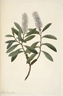Malvidae Prints: Melaleuca quinquenervia, punk tree