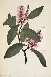 Ericales Collection: Melaleuca viridiflora, weeping tea tree