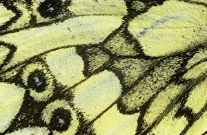 Nymphalidae Prints: Melanargia galathea, marbled white butterfly