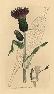 Melancholy thistle, Cirsium heterophyllum